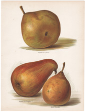 pears